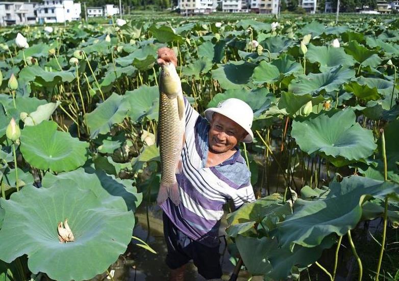 &ldquo;莲鱼共养&rdquo;富农家