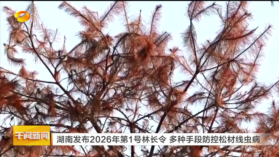 湖南发布2026年第1号林长令 多种手段防控松材线虫病