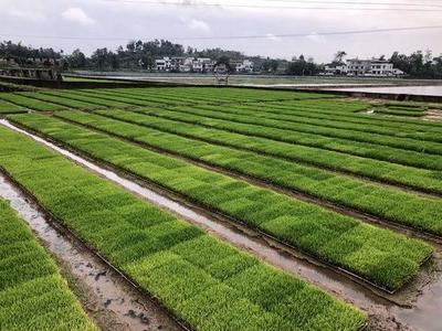 构建从农田到餐桌的食品安全全链条监管体系