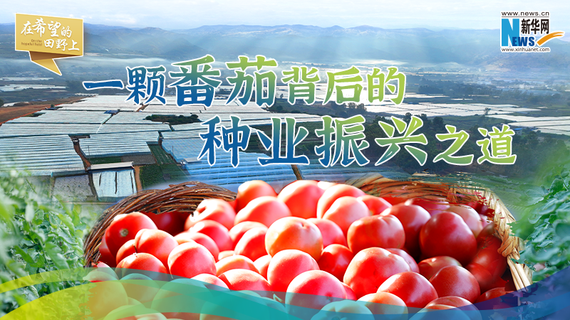 一颗番茄背后的种业振兴之道
