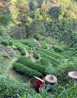 吉瓦森林农业：巧用&ldquo;茶科技&rdquo;，小茶苗成就大产业