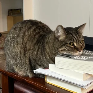 Sandy, a neurotic mackeral tabby, rests her chin on a short stack of books.