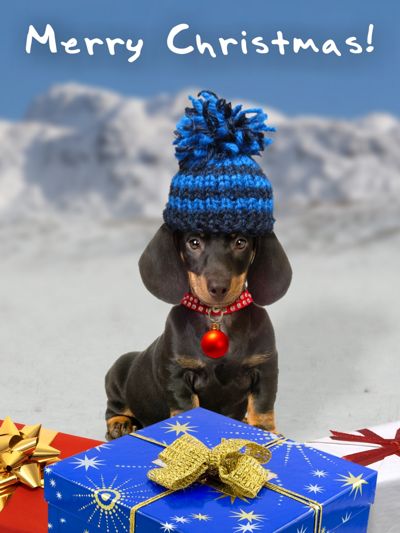 Festive dog