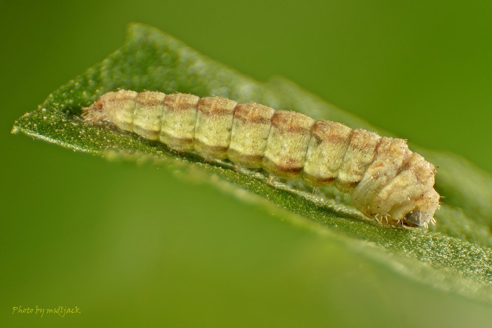 http://i.dcview.tw/gallery/201105/9349603a5a1b177b0f928d32806df929.jpg
