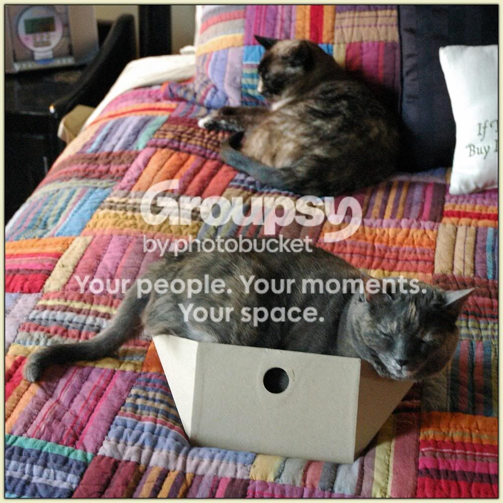 Bedcats and Boxes
