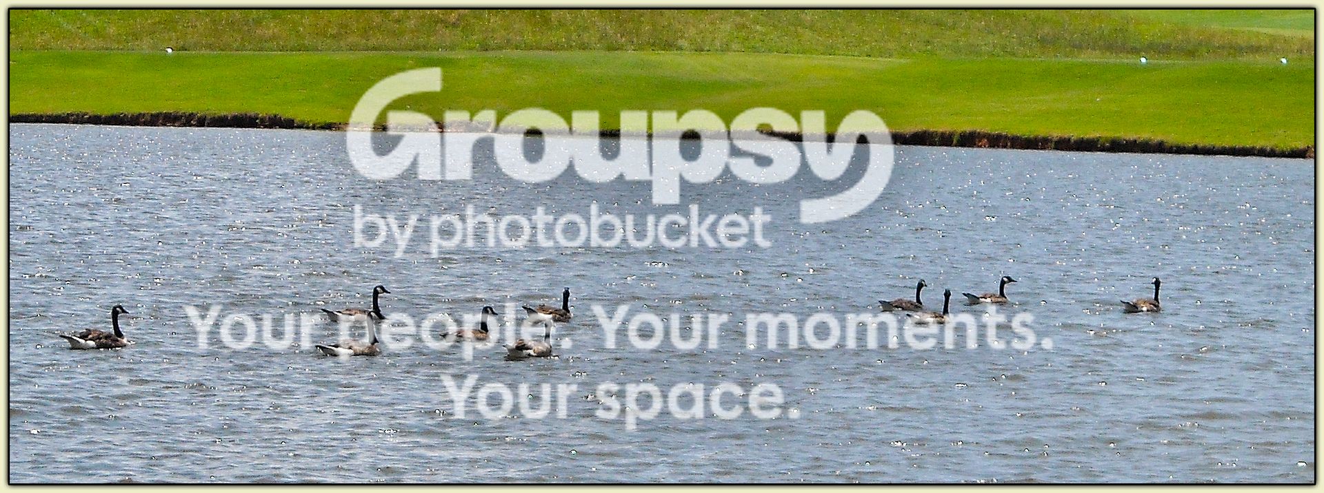 Golfy Geese