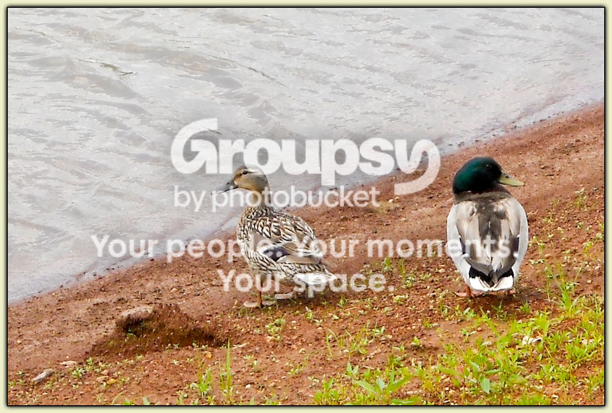 Ma and Pa Mallard