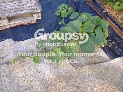 Photobucket - Video and Image Hosting