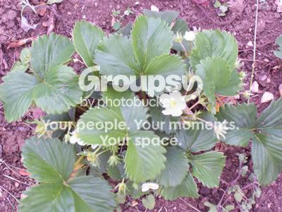 Photobucket - Video and Image Hosting