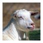 Goats In The Living Room Goats In The Living Room
