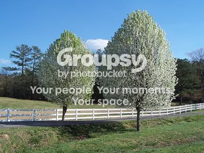 Bradford Pear Tree