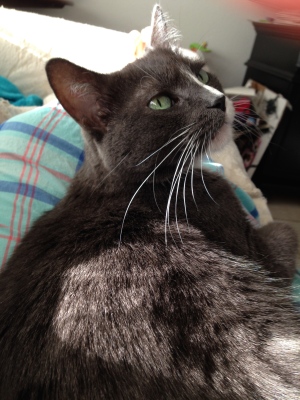 Me on Mog's lap