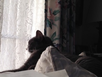 Ritzi looking out the window