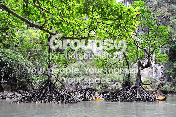 Mangrove gallery