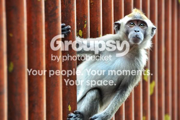 Monkey Mischief