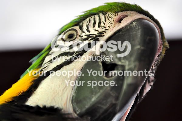 Amusing Parrot