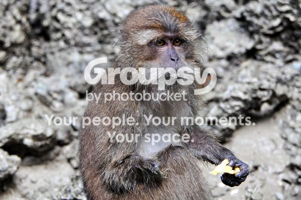 Handicap Monkey