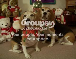 photo Shiloh_Shasta_Christmas2013_1.jpg
