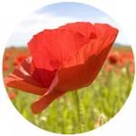 Veterans’ Day 2025