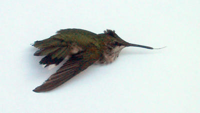 Hummingbird