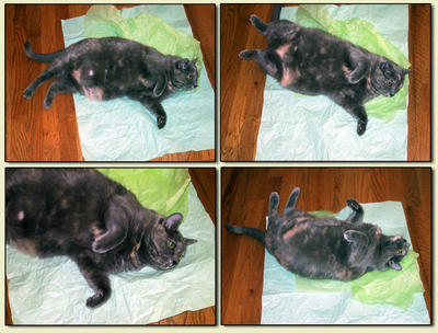 Matata Collage