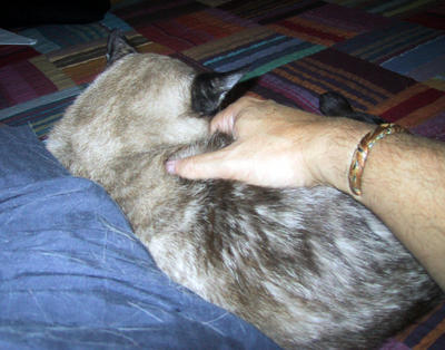 Skritching Hakuna some More