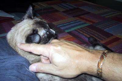 Skritching Hakuna