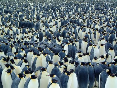 Emperor Penguins