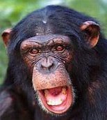 Monkey's sexy profile photo