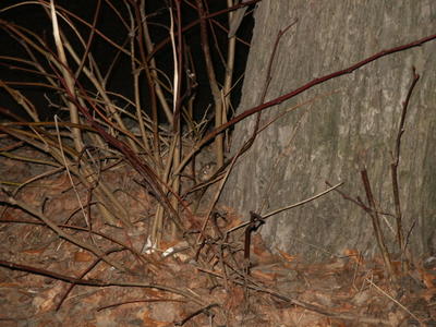 Norway rat