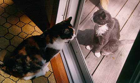 mittens