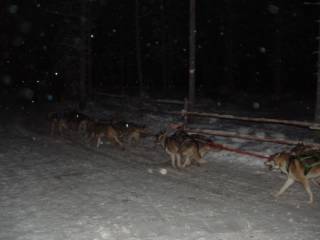 Huskies