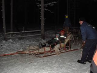 Dog sled