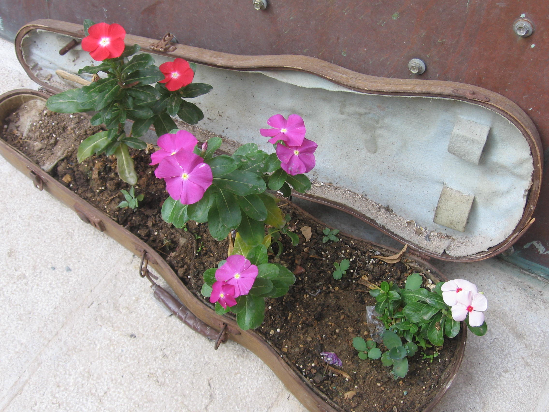 34. flowersinviolincase