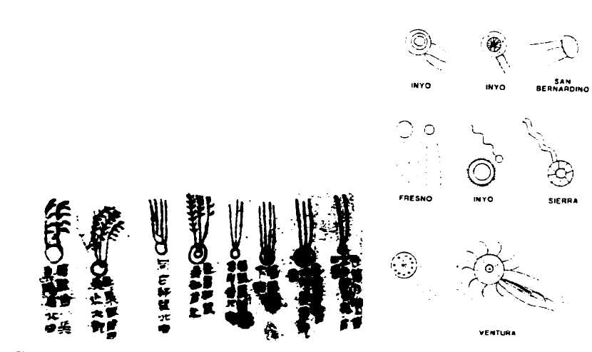 Brush Comets from Ancient China