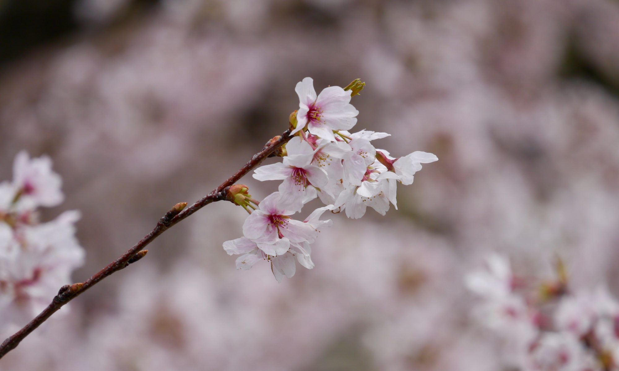 cropped P1000650
