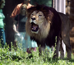 Christopher, The Lion of Boston
