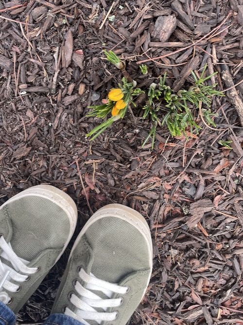 A yellow Crocus up through the mulch. and my olive sneakers