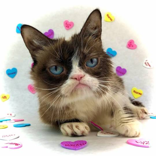 Worst Valentines Day Ever ❤️😾❤️