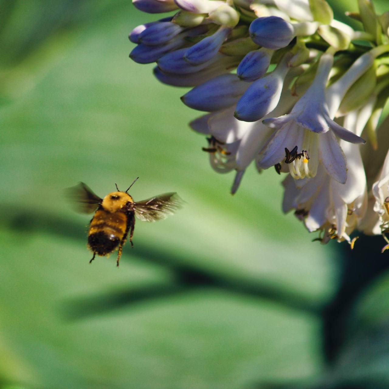 I definitely don’t see bumblebees very often. It’s rather absurd that this design works. https://instagr.am/p/CRDU2RahQOg/