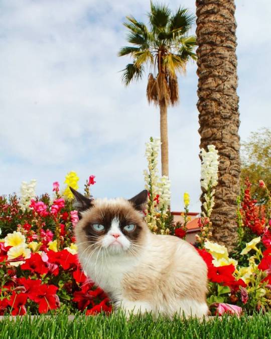 ❤️#GrumpyCatForever❤️