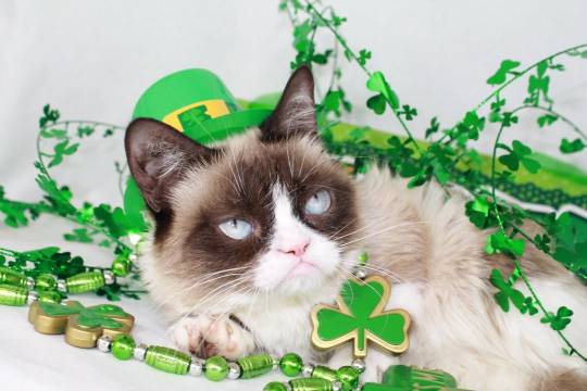 Worst St. Patrick’s Day Ever 🍀 😾
