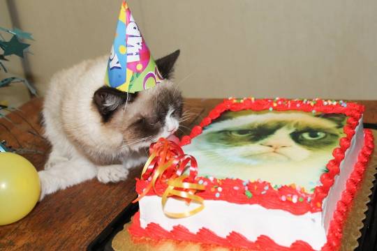 Happy Birthday Grumpy Cat ❤️