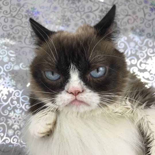 New Year. Same Attitude. 😾
