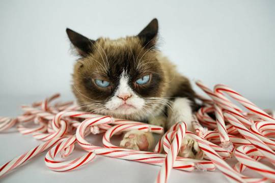 Last #caturday before #Christmas 🎄😾🎁