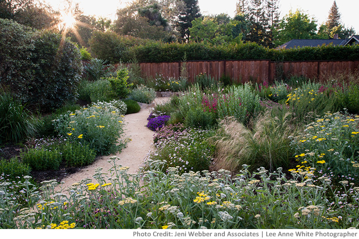 Low water usage plants