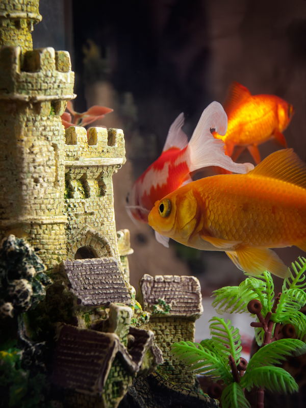 Aqualand Pets Plus Aqualand Pets Plus