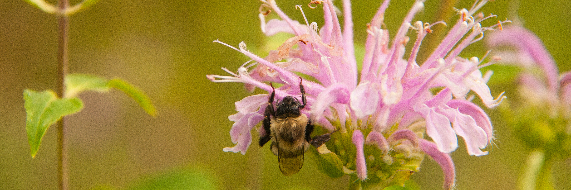 2-bee balm with bee