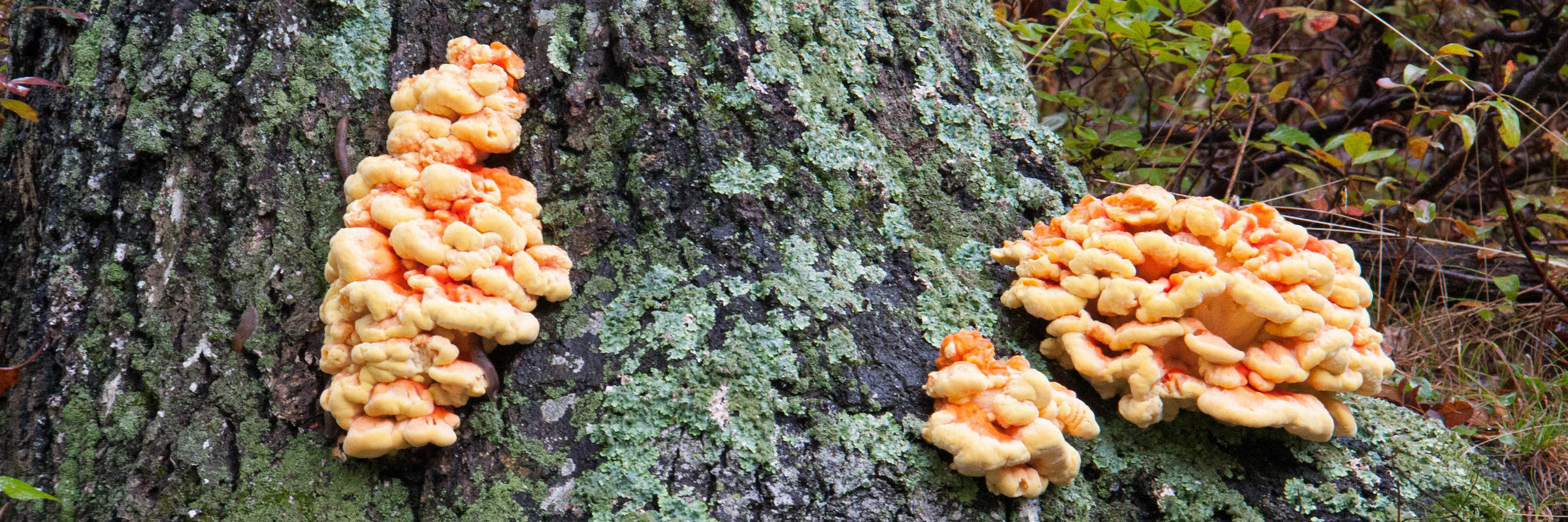 3-chicken of the woods