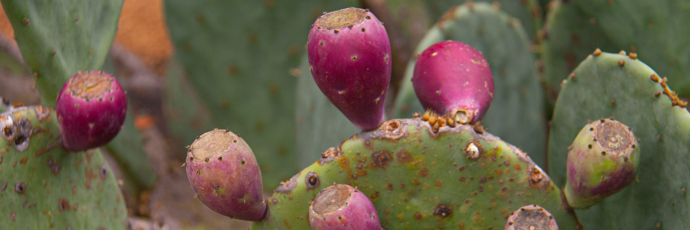 4-prickley pear